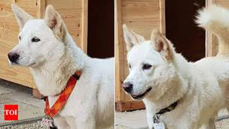 Ο Κιμ Γιονγκ Ουν έστειλε δύο λευκά κυνηγόσκυλα ως δώρο στον ηγέτη της Νότιας Κορέας